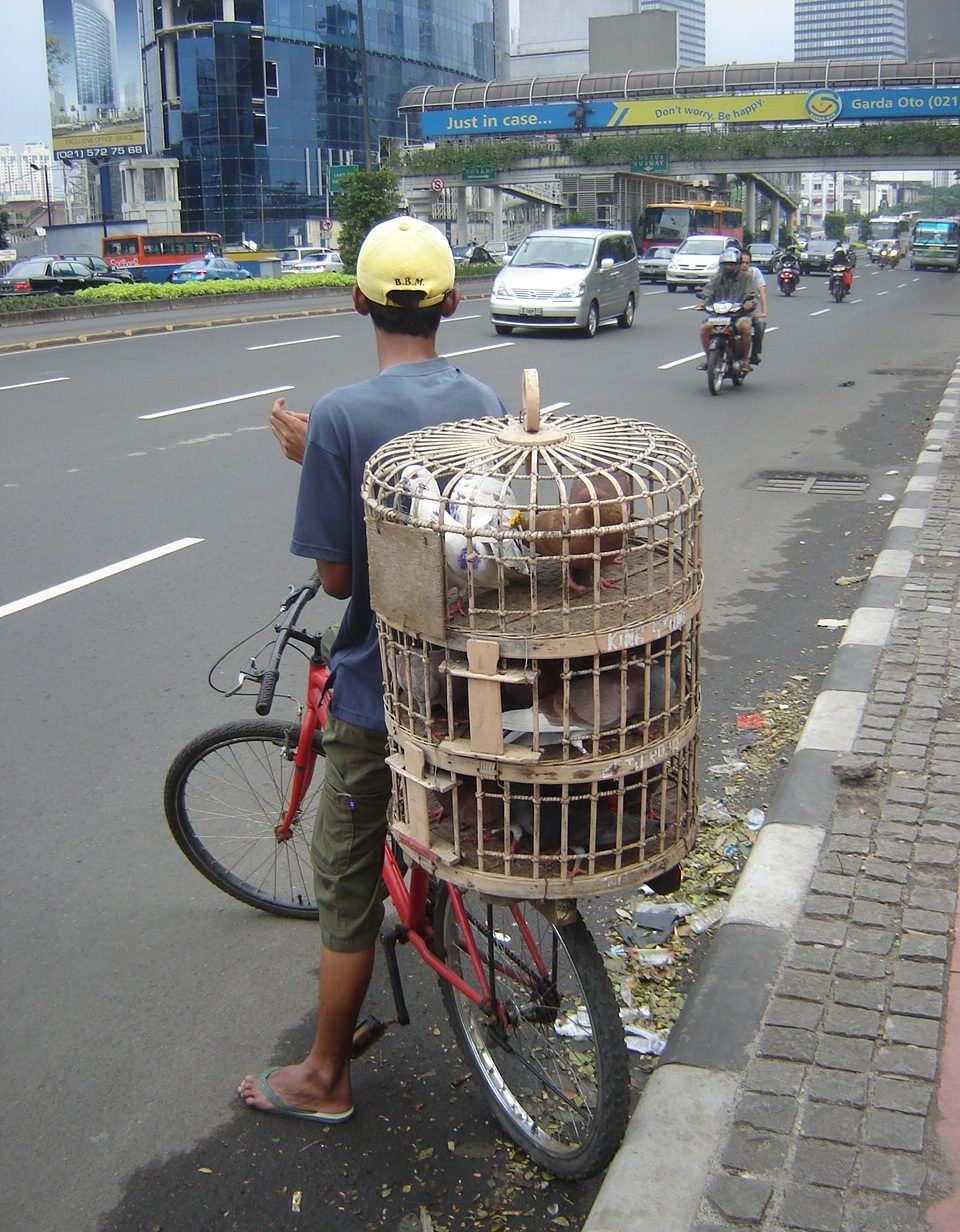pigeon bike vendor Jakarta