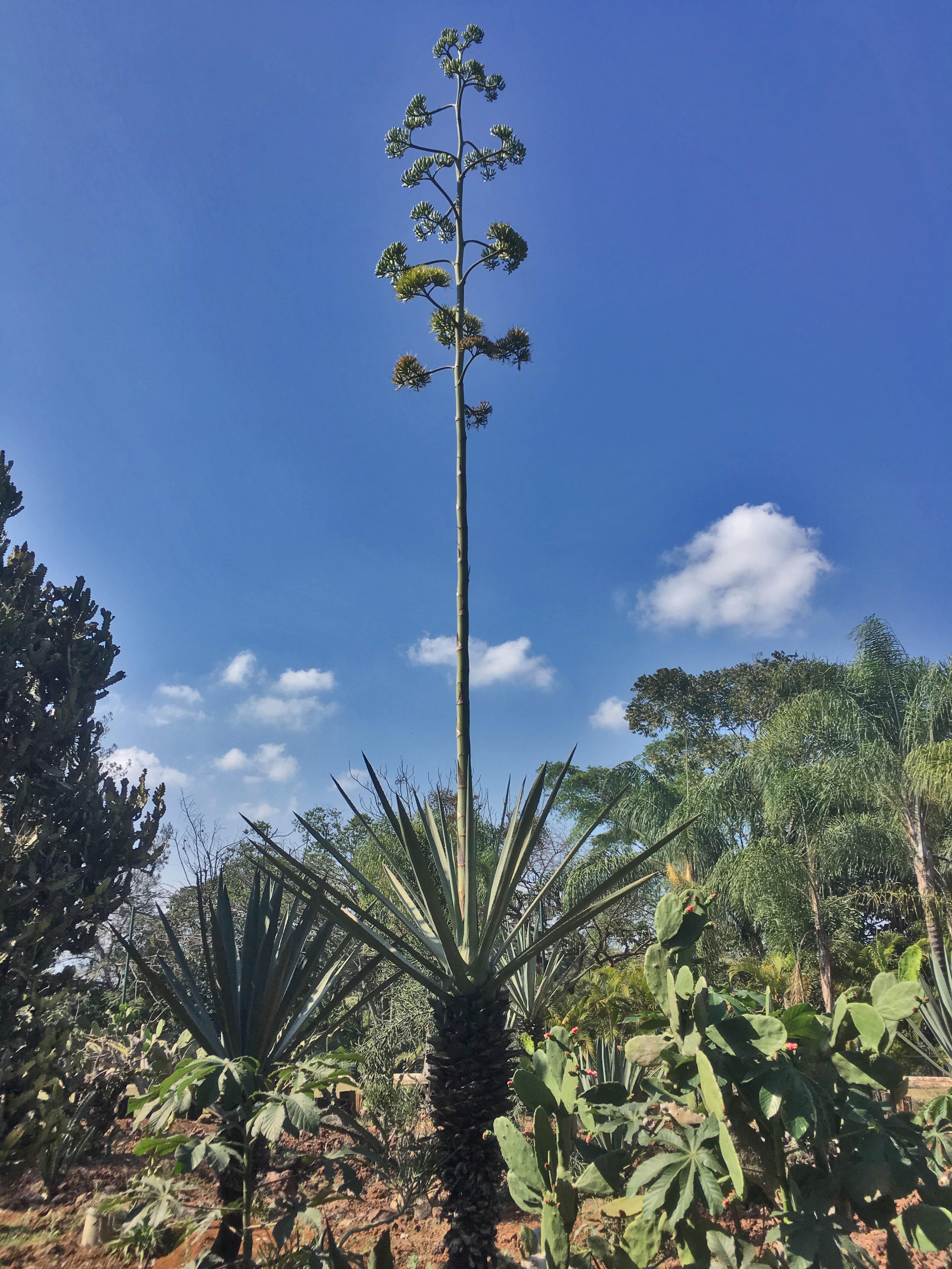 a tall cactus with a blue sky