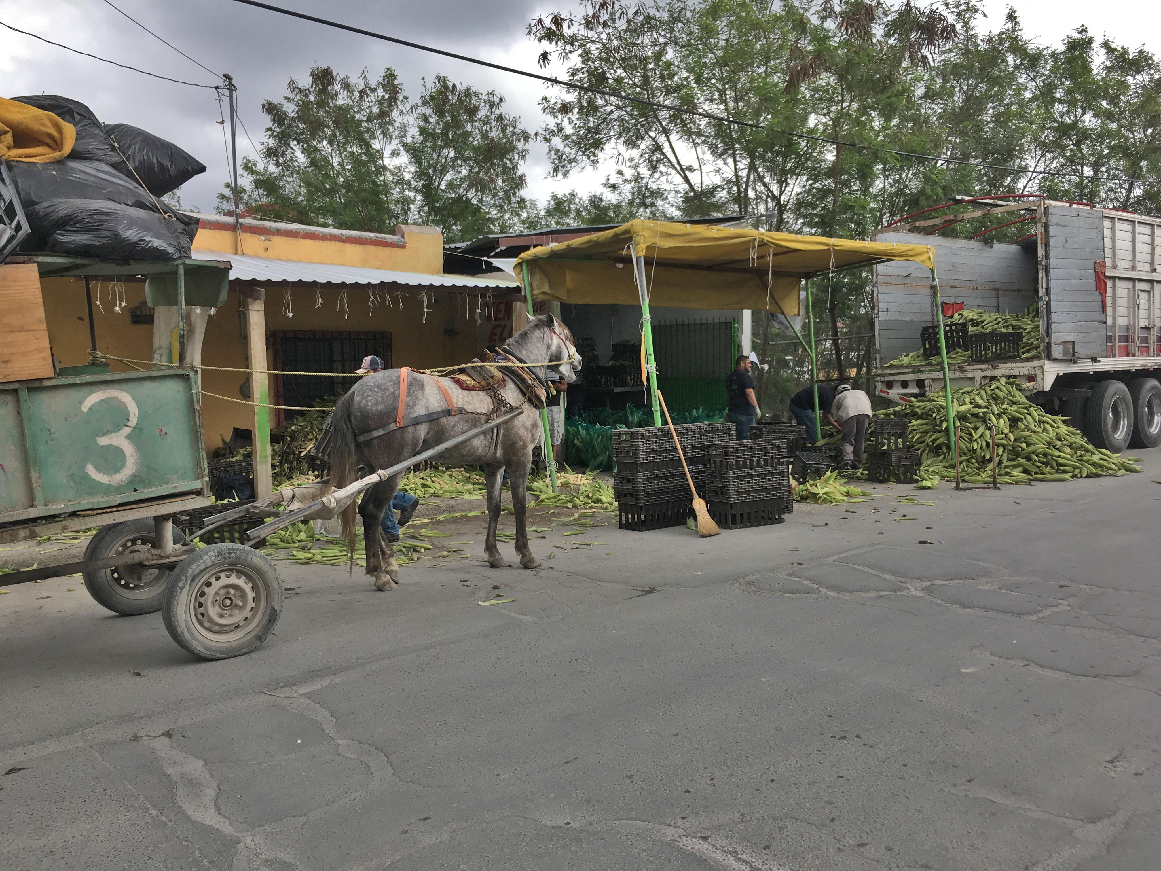 a horse pulling a cart