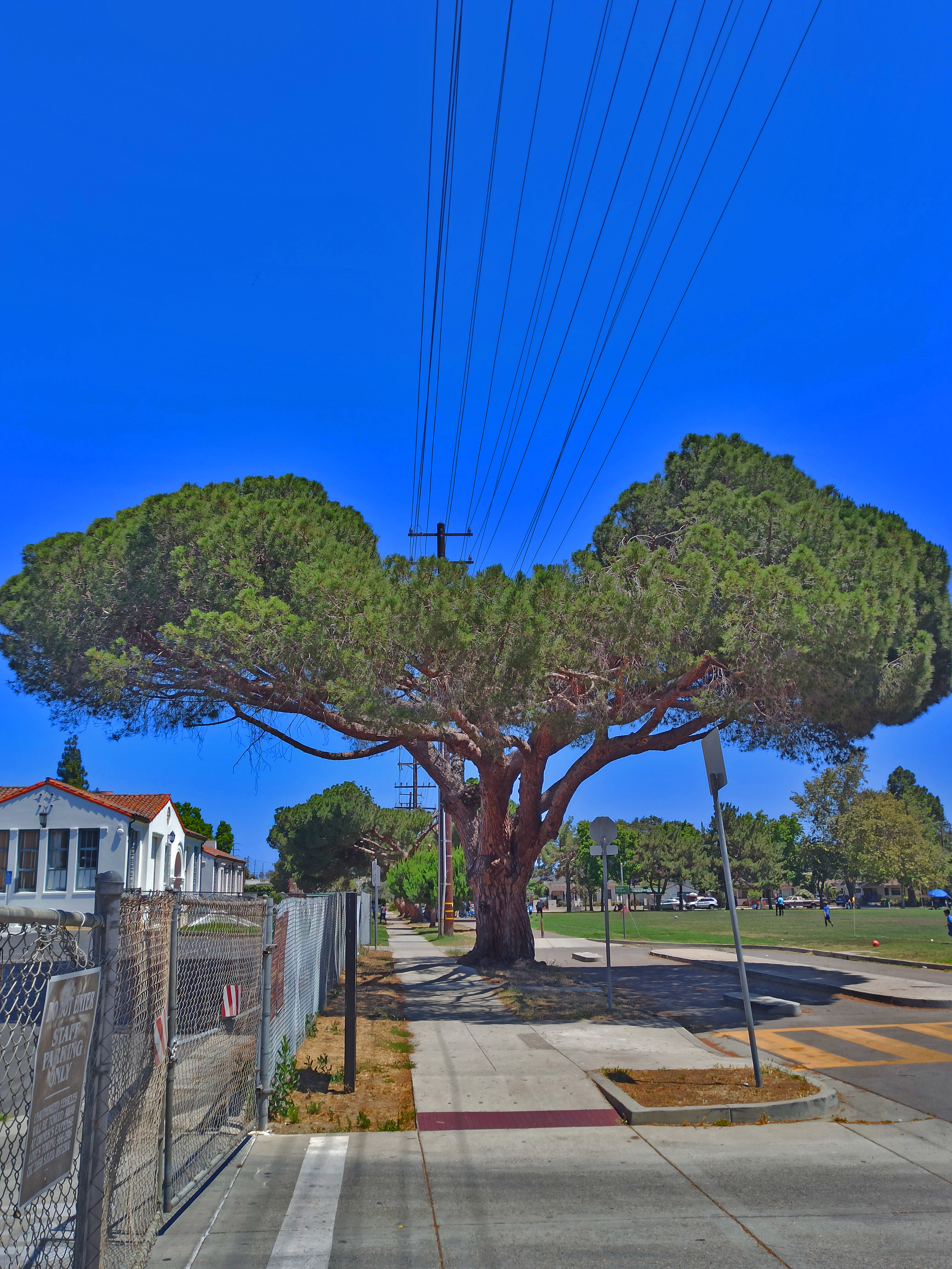 tree split powerline santa barbara