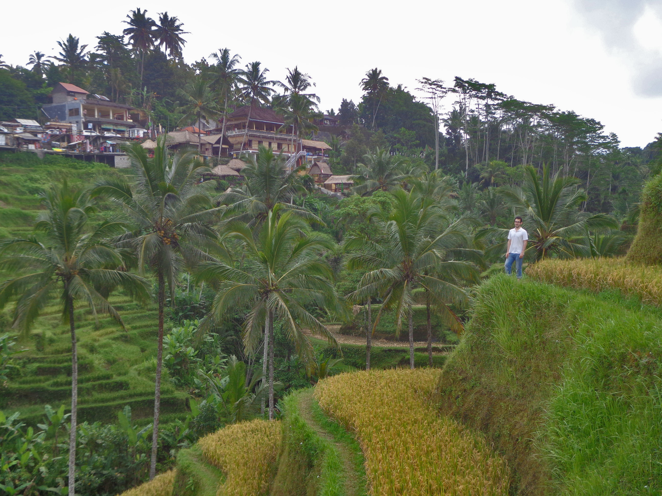 Tegallalang rice terraces Bali