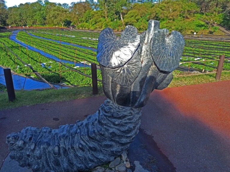 Tasting the Real Thing at Daio Wasabi Farm in Hotaka, Japan