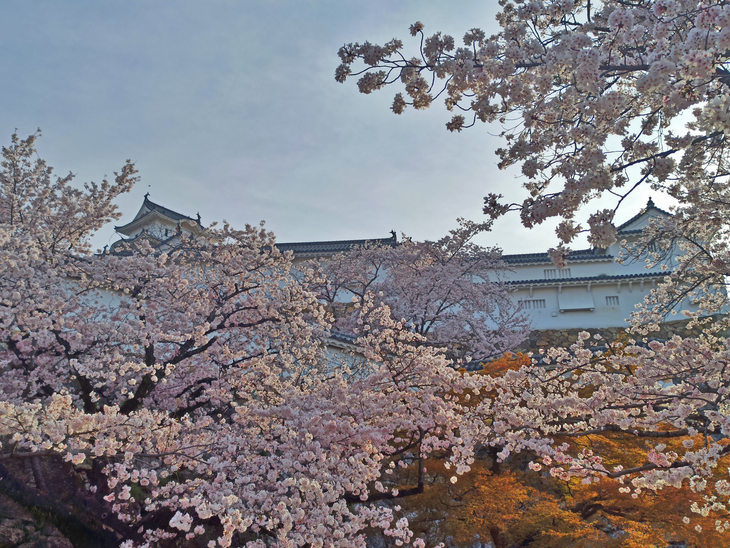 Cherry Blossoms at Himeji Castle, Japan