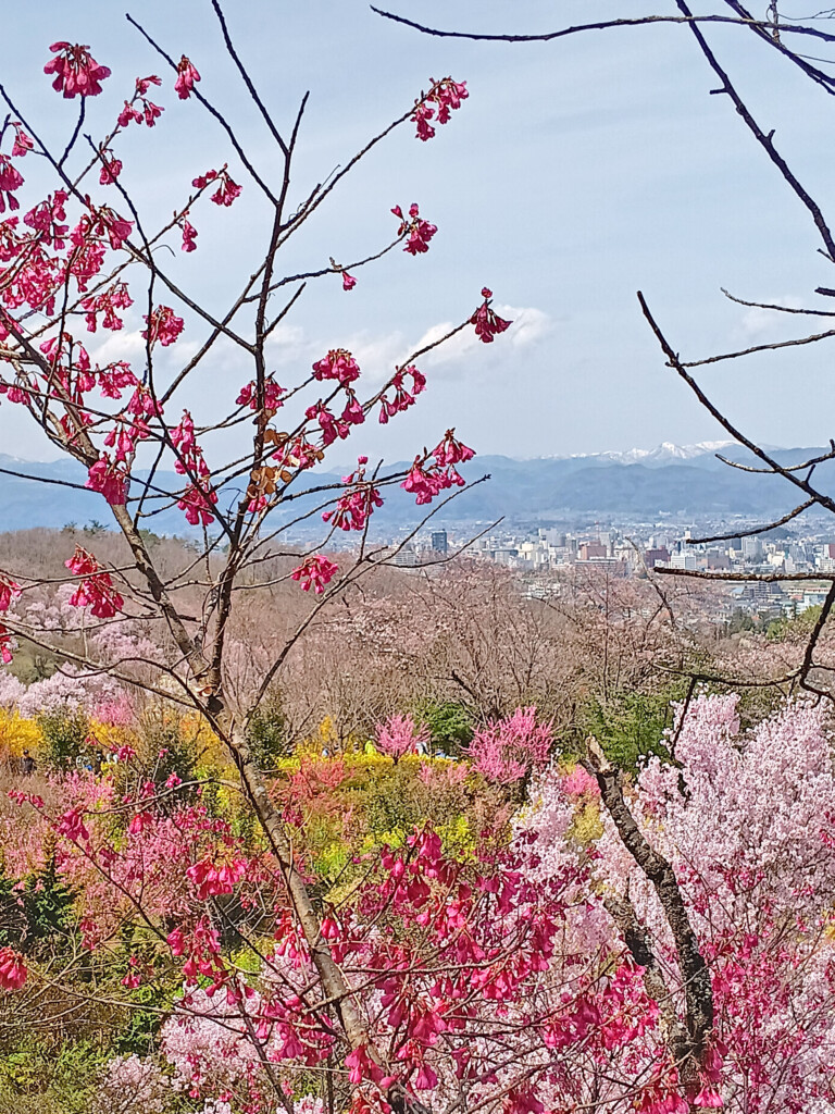 A variety of cherry blossoms (sakura) at Hanamiyama, Fukushima