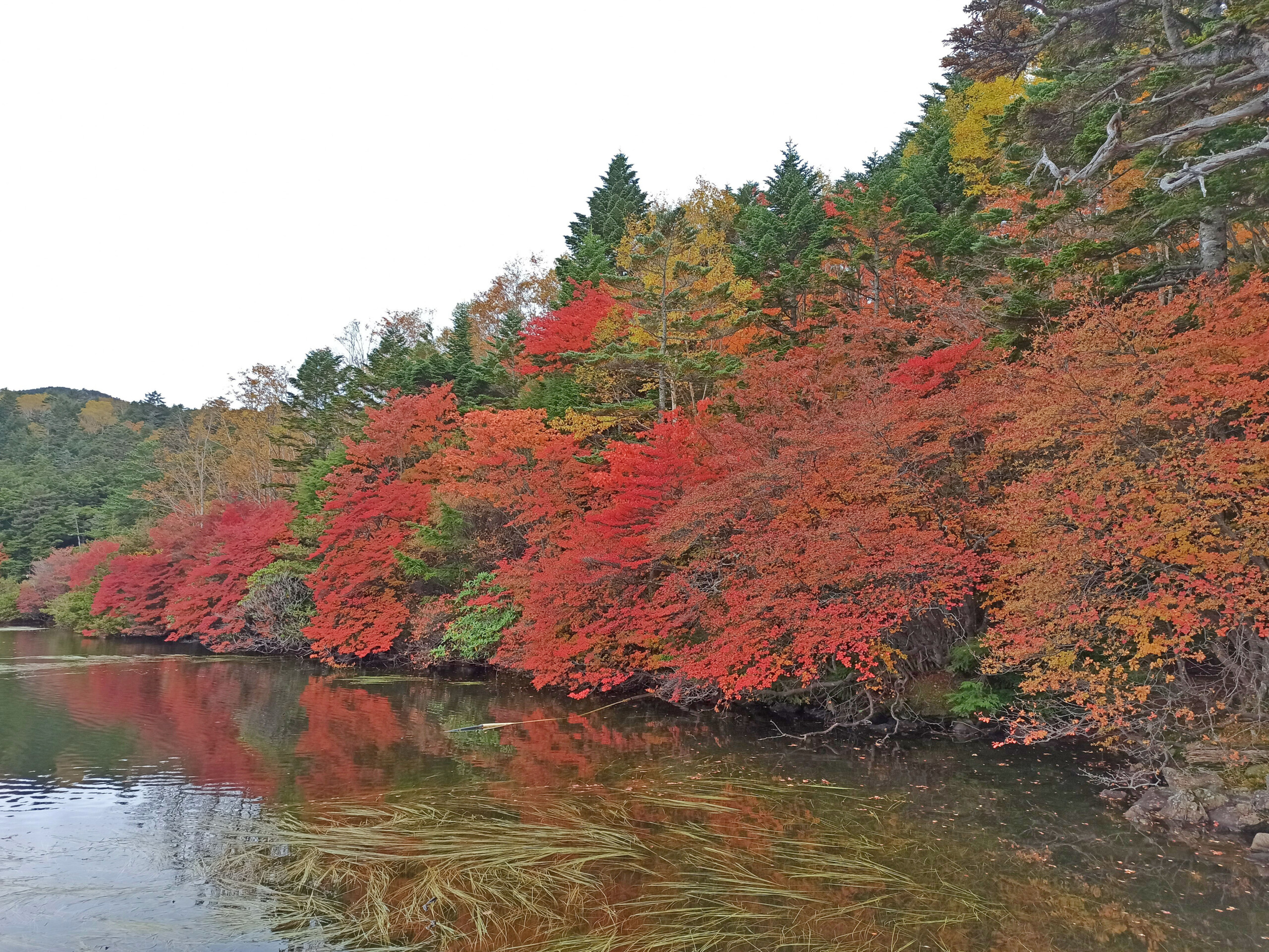Shirakoma Primeval Forest fall foliage