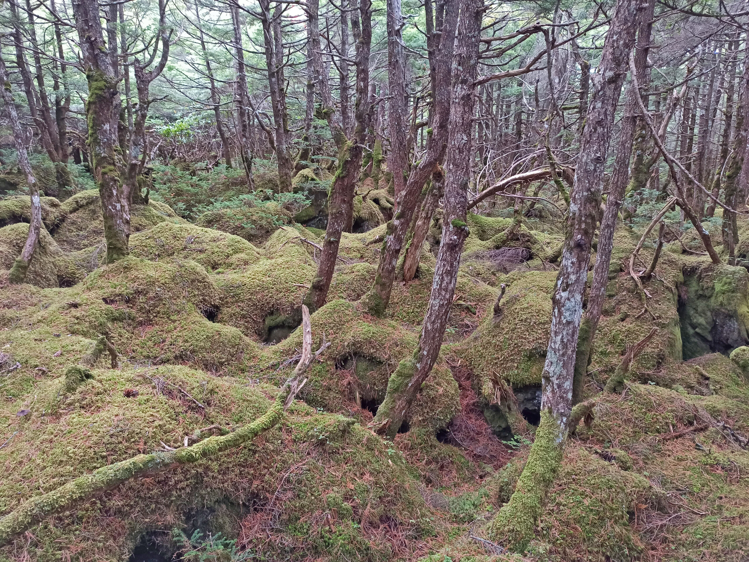 Shirakoma Primeval Forest moss