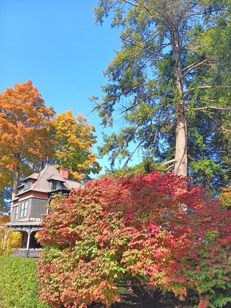 a house with trees and bushes