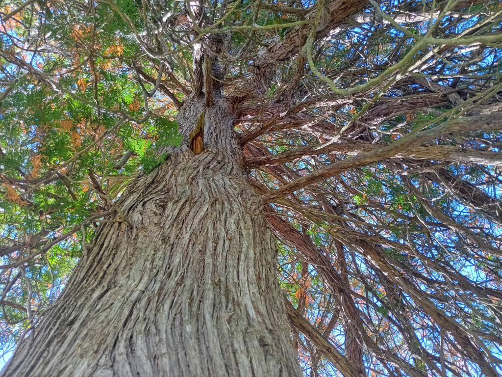 a tree with many branches