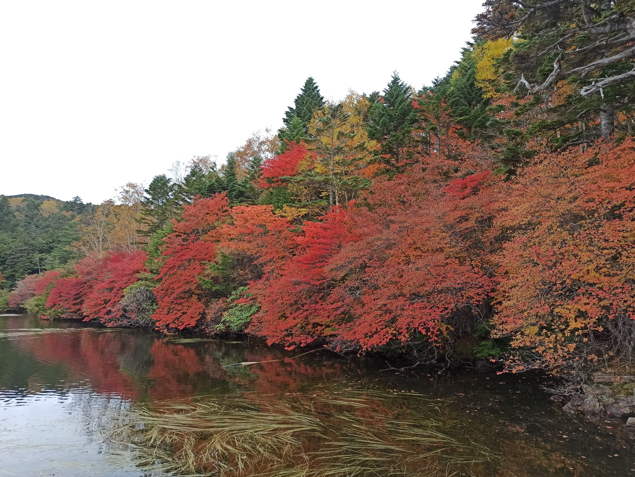 Fall foliage in Shirakomaike