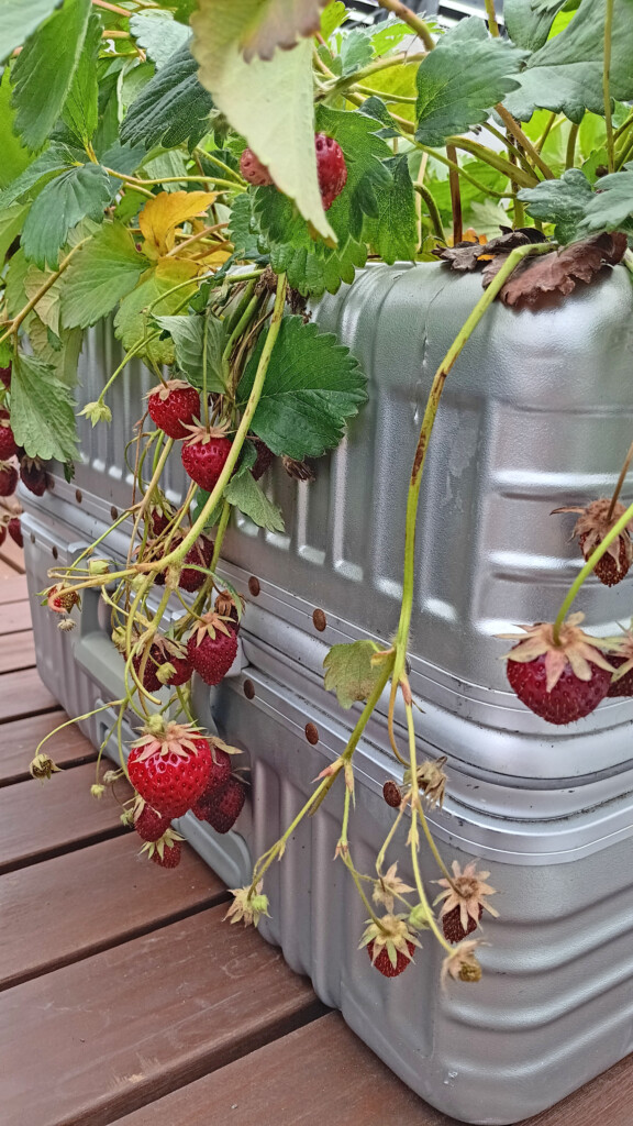 Rooftop Strawberries