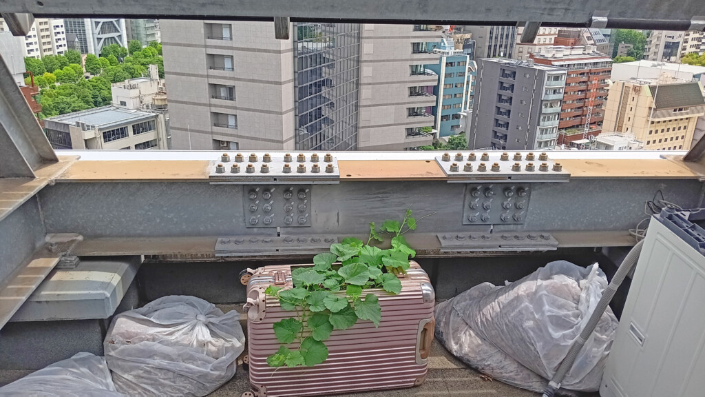 Rooftop Garden