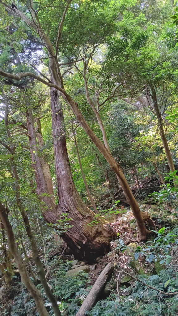 Verdant Hills