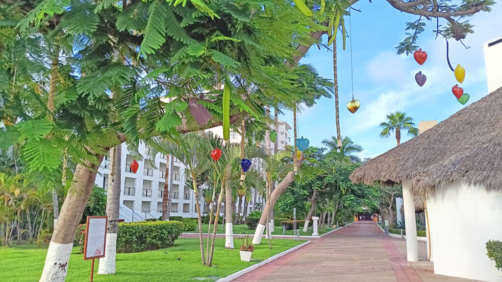Tabachin (Royal Poinciana Tree)-