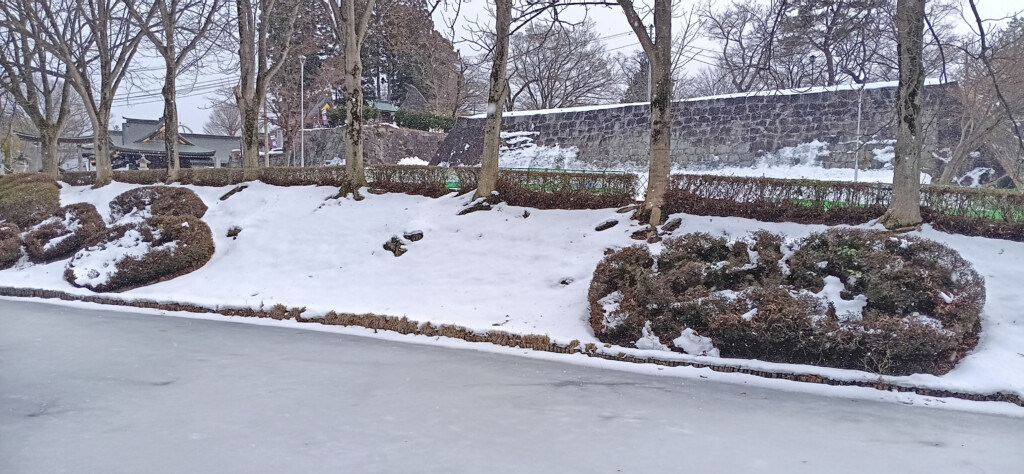 a snow covered ground with trees and bushes