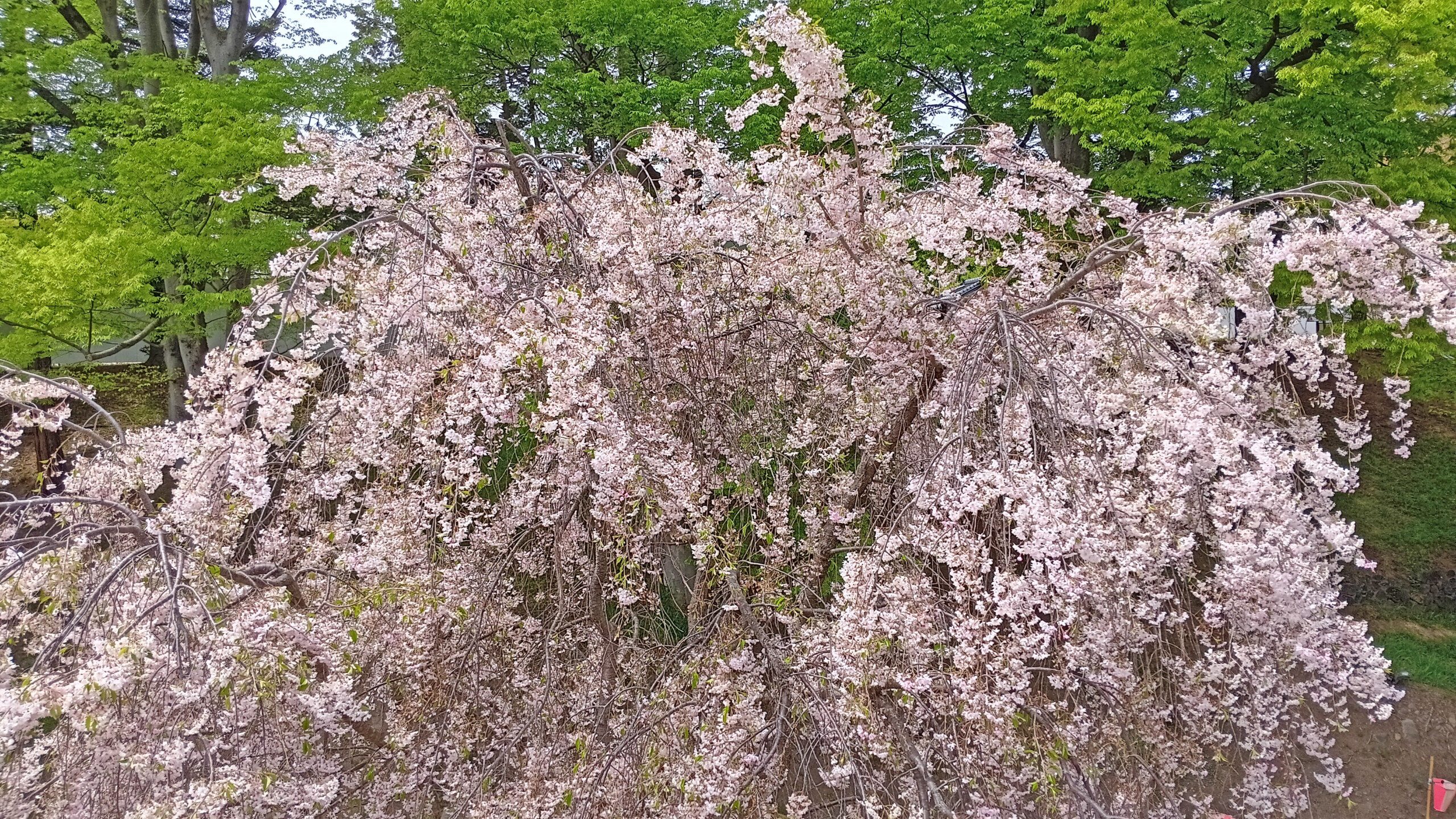 Ueda cherry blossom tree